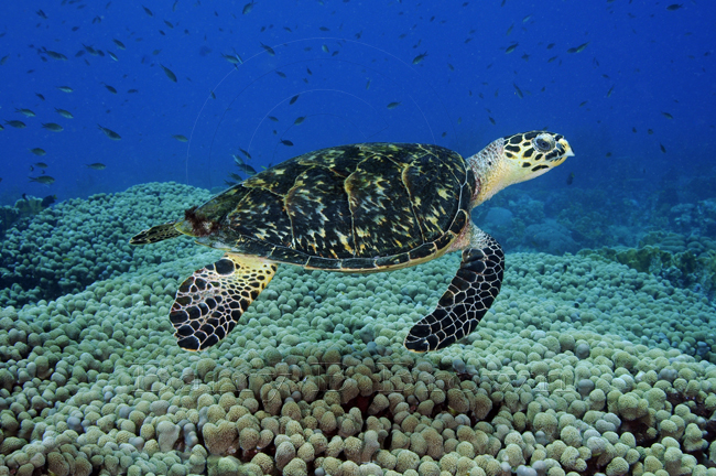 A Sea Turtle’s Life by Ali Johnson - Ourboox.com