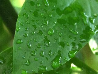 My Life as a Water Molecule by Scott Bellows - Illustrated by Various Water Molecule Photographers - Ourboox.com