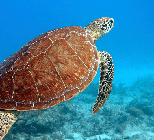 A Sea Turtle’s Life by Ali Johnson - Ourboox.com