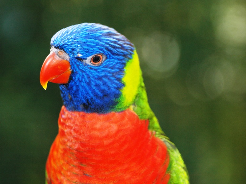 יאנקו מן העיר התחתית by yarin salinas - Ourboox.com