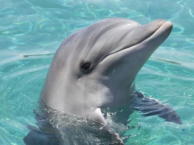 אילת by nikol kuznizova - Ourboox.com