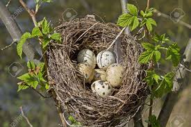 כיצד ישנה הציפור? by shulhi - Ourboox.com