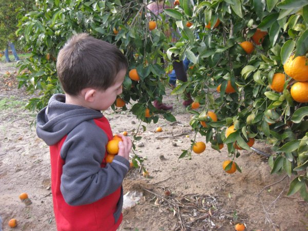 שרונה הקוטפת הקטנה by amit ler - Ourboox.com