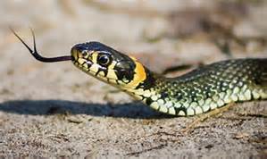 נחש נשך נחש by inbal nakav - Illustrated by עמוס בר -  מעריב לילדים - מתוך מבחן לכיתות ג - Ourboox.com