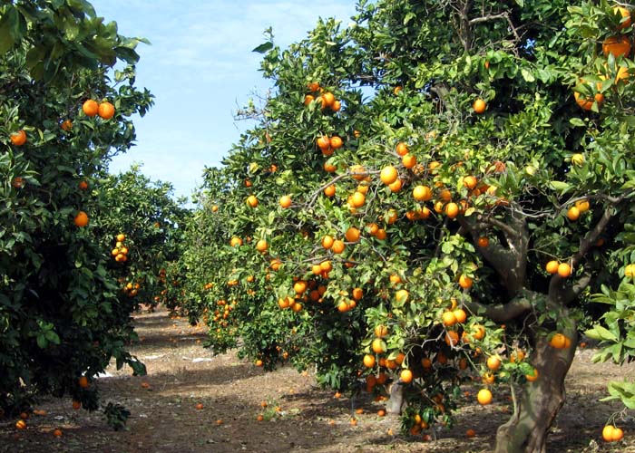 שרונה הקוטפת הקטנה by amit ler - Ourboox.com