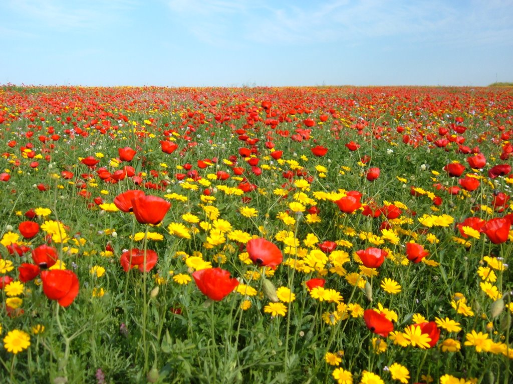 פרחי הבר by orit - Illustrated by עזריה אלון - Ourboox.com