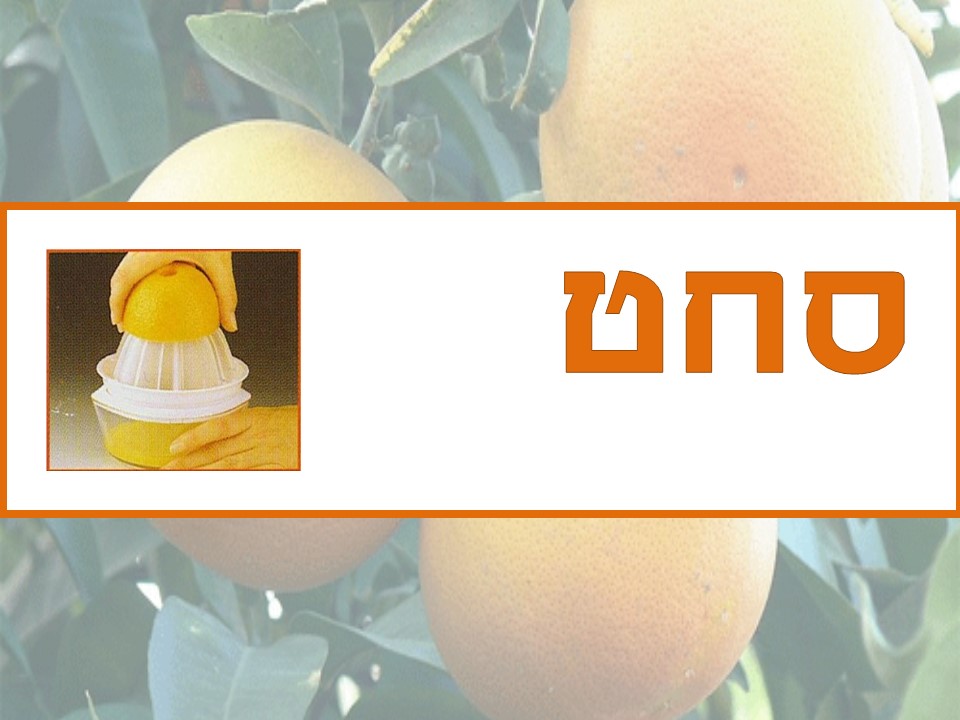 הפרדס ופירות ההדר by avital - Ourboox.com