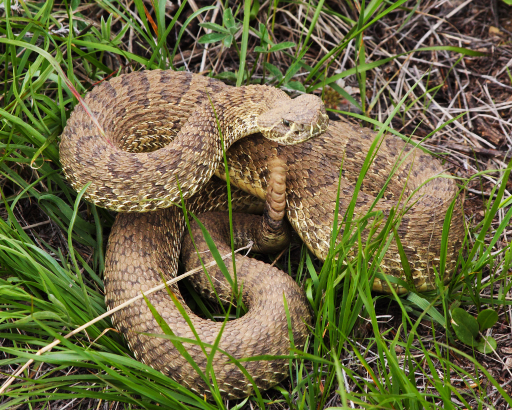 נחש נשך נחש by inbal nakav - Illustrated by עמוס בר -  מעריב לילדים - מתוך מבחן לכיתות ג - Ourboox.com