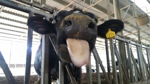 ארנבת ושועל by hadasi - Ourboox.com