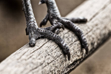 כיצד ישנה הציפור? by shulhi - Ourboox.com