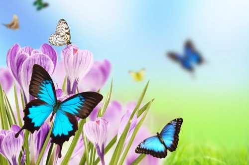 הפרפר הכחול by orel - Illustrated by גוגל - Ourboox.com