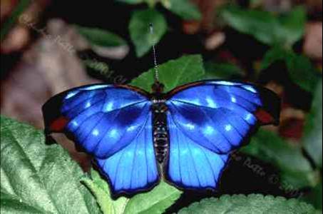 הפרפר הכחול by orel - Illustrated by גוגל - Ourboox.com