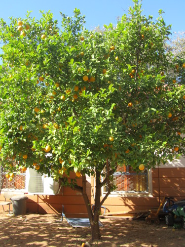 הפרדס ופירות ההדר by avital  - Ourboox.com