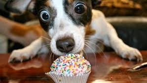 Amirim – the top of…cute dogs by yuval zarbiv - Ourboox.com