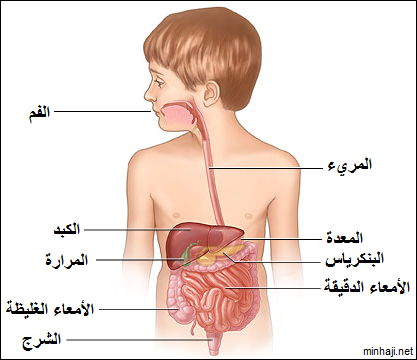 gesem al ensan by dlal - Ourboox.com