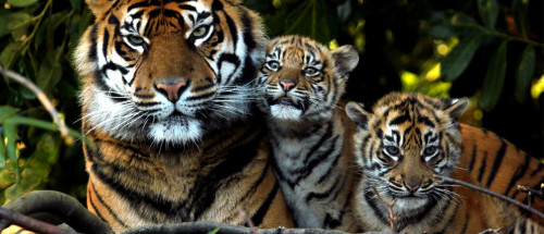 The Little tiger by norah abu haya - Ourboox.com