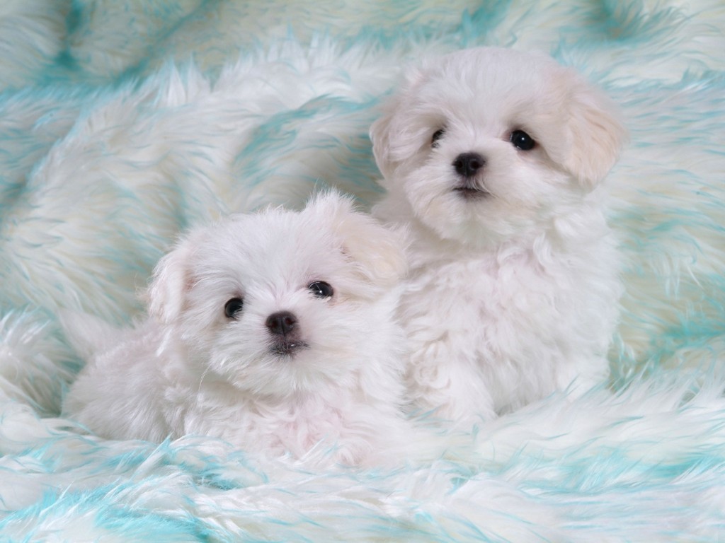 puppies by jordana - Ourboox.com