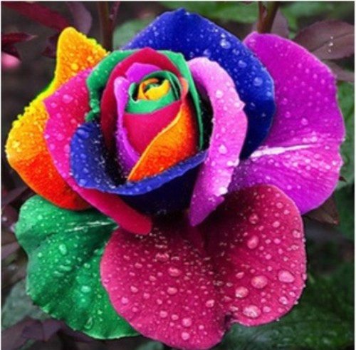 dreem by hiba ali - Ourboox.com