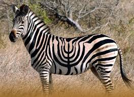 חג חנוכה שמח! by hila - Ourboox.com