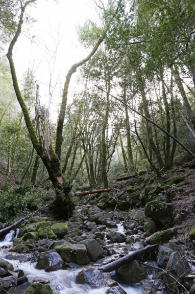 זיהום הסביבה: by sharon ben shushan - Ourboox.com