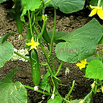 דן הלך לגן by ARELA BEN ADERET - COEN - Illustrated by  יצרה את הספר בשלומי בשנת 2016 הסופרת אראלה בן אדרת-כהן  - Ourboox.com