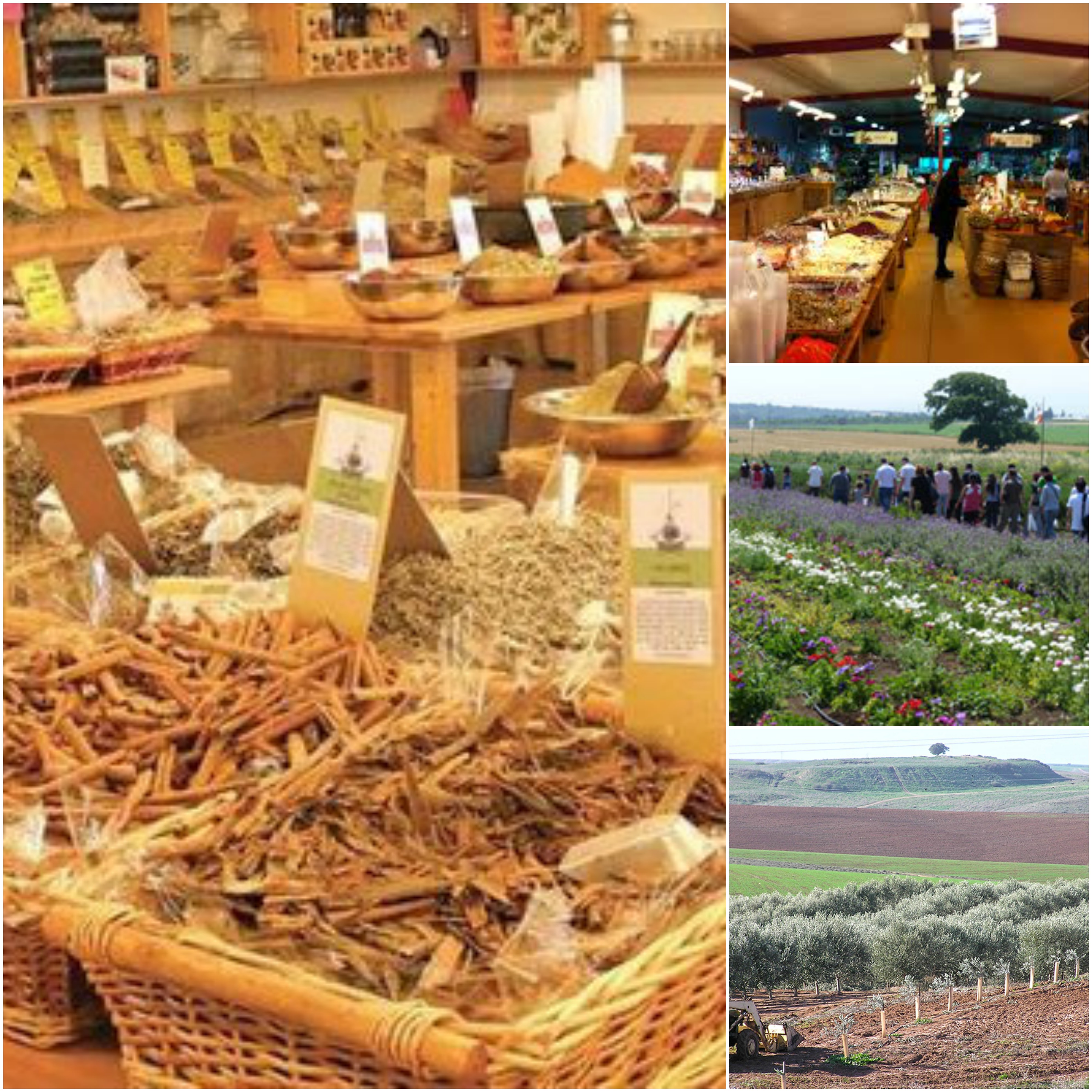 N&S -מגזין טיולים מס’ 1 by נעמי רומי וסיגל ברג N&S - Ourboox.com