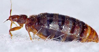 حشـــرة العته by Ruba Anabossi - Ourboox.com