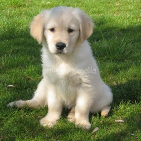 El cumple de Miguelito (Miguel descubre que Margot Robbie es su prima) by Eugenia González Betancor - Illustrated by Miguel Martín González - Ourboox.com