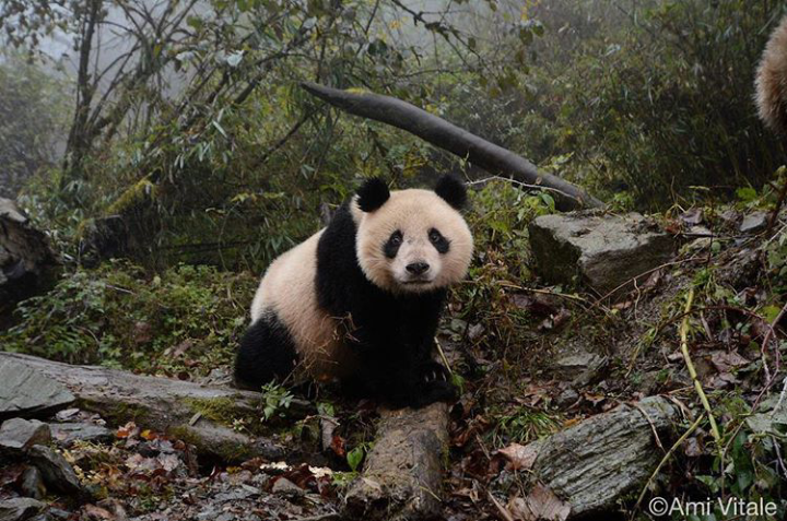 الباندا ينقرض by shebel sharouf - Ourboox.com