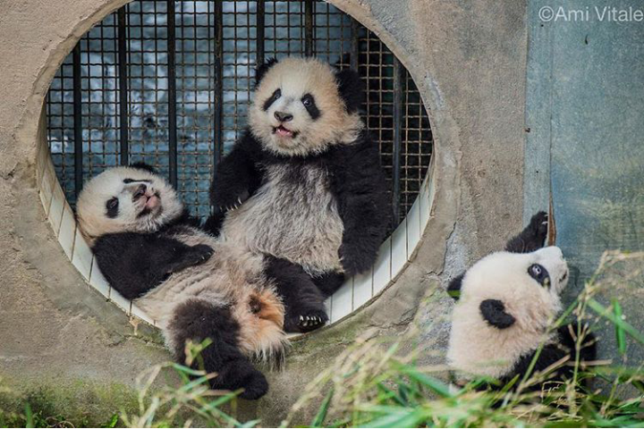 الباندا ينقرض by shebel sharouf - Ourboox.com