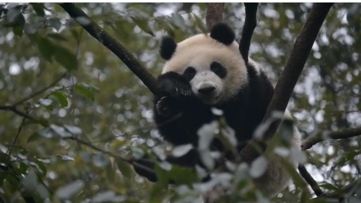 الباندا ينقرض by shebel sharouf - Ourboox.com