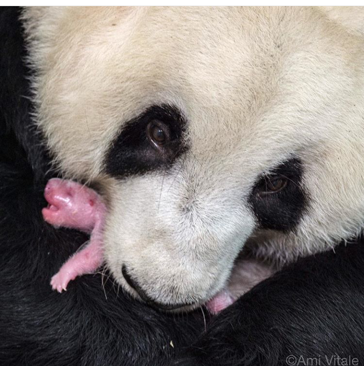 الباندا ينقرض by shebel sharouf - Ourboox.com