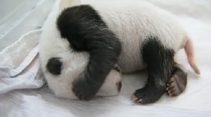 الباندا ينقرض by shebel sharouf - Ourboox.com