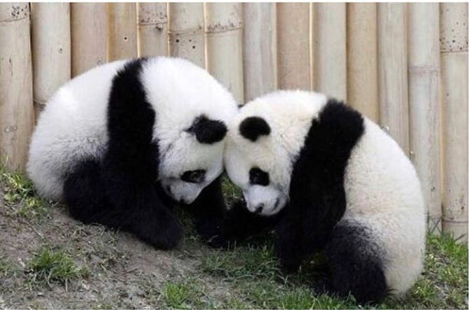 الحيوان المهدد بالانقراض-دب الباندا