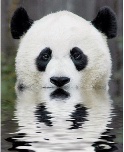 الباندا ينقرض by shebel sharouf - Ourboox.com