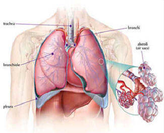 L’Apparato Respiratorio by Sandy Rizzo - Ourboox.com