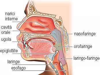 L’Apparato Respiratorio by Sandy Rizzo - Ourboox.com
