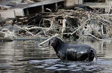 Hurricane Katrina by Hamza Shihadeh - Ourboox.com