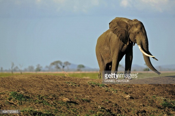 animals by tamar catz - Ourboox.com