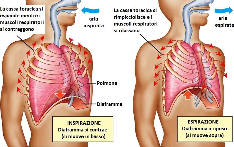 L’Apparato Respiratorio by Sandy Rizzo - Ourboox.com