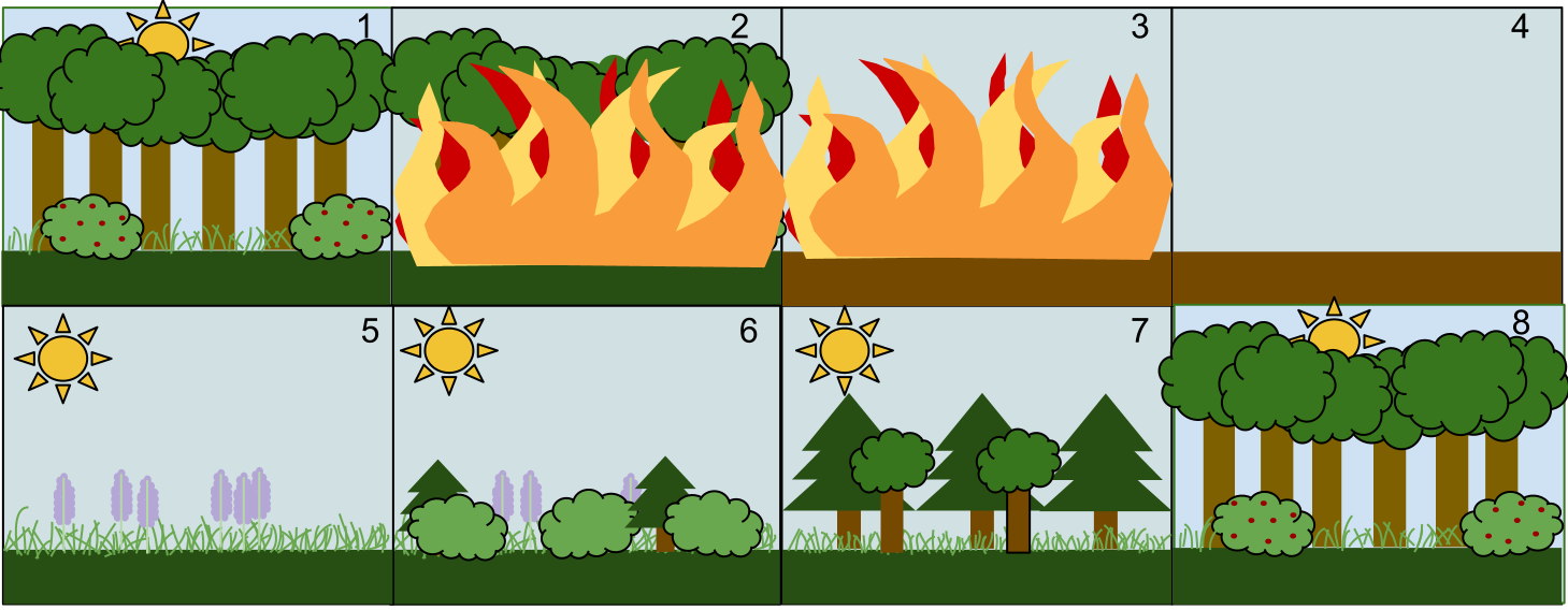 stages of forest fire