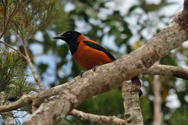 Дивовижні птахи.Інтегрований урок мистецтва by Anna Vershinina - Ourboox.com