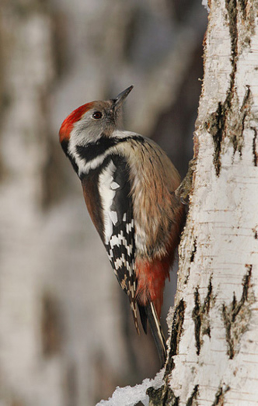 Пернаті друзі by Рублюк Вікторія Олександрівна - Illustrated by Рублюк Вікторія Олександрівна ДОм-1-15-2.0д Київський університет імені Бориса Грінченка.Педагогічий інститут - Ourboox.com