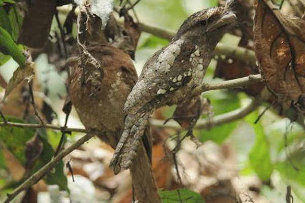Дивовижні птахи.Інтегрований урок мистецтва by Anna Vershinina - Ourboox.com