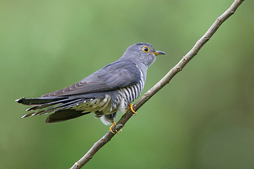 Пернаті друзі by Рублюк Вікторія Олександрівна - Illustrated by Рублюк Вікторія Олександрівна ДОм-1-15-2.0д Київський університет імені Бориса Грінченка.Педагогічий інститут - Ourboox.com