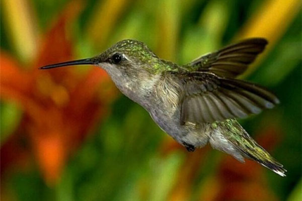 Дивовижні птахи.Інтегрований урок мистецтва by Anna Vershinina - Ourboox.com