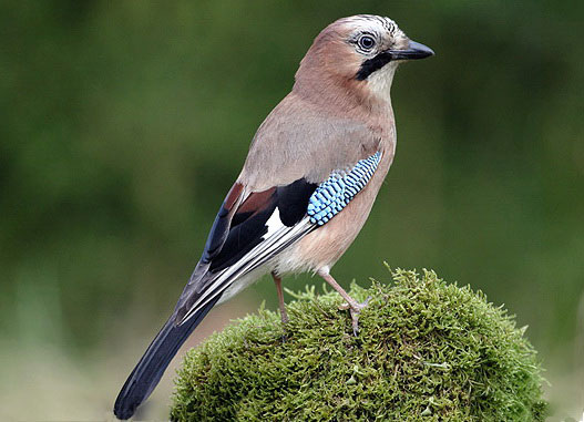 Пернаті друзі by Рублюк Вікторія Олександрівна - Illustrated by Рублюк Вікторія Олександрівна ДОм-1-15-2.0д Київський університет імені Бориса Грінченка.Педагогічий інститут - Ourboox.com