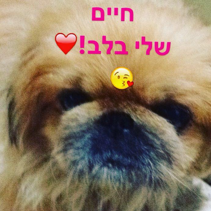 משפחת ביטון by opal biton - Illustrated by אופל ביטון - Ourboox.com