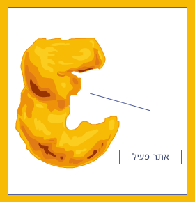 אינזימים by sigalit gat - Illustrated by סיגלית גת - Ourboox.com