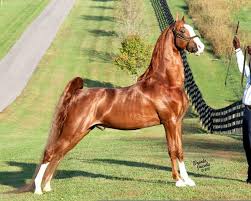 Saddlebred Horse by vera mekler - Ourboox.com